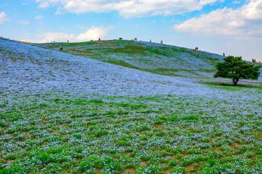 Hitachi Seaside Park in Japan draws tourists to its hills of baby blue eyes flowers, or nemophila clipart