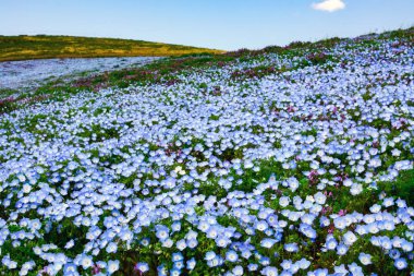 Beautiful flower field of nemophila, also called baby blue eyes, at Hitachi Seaside Park in Japan clipart