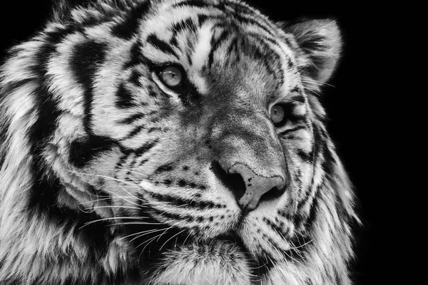 Potente retrato animal en blanco y negro de alto contraste de una cara de tigre — Foto de Stock