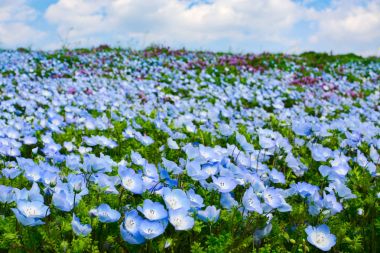 Field of baby blue eyes nemophila flowers during spring at Hitachi Seaside Park in Japan clipart