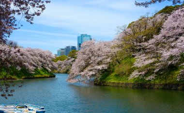 Kiraz ağacı çiçek çiçek Bahar renk güzel Chidorigafuchi hendek bankalara Tokyo, Japonya'da getirmek