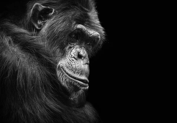 Retrato animal preto e branco de um chimpanzé com um olhar contemplativo — Fotografia de Stock