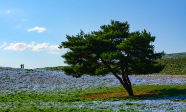 Bebek mavisi gözleri nemophila çiçek Japonya'da Hitachi Seaside Park büyük bir alanda tek çam ağacı