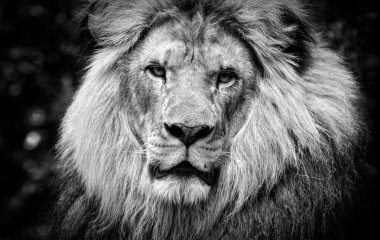 Yüksek karşıtlık siyah bir erkek Afrika aslanı yüzü beyaz