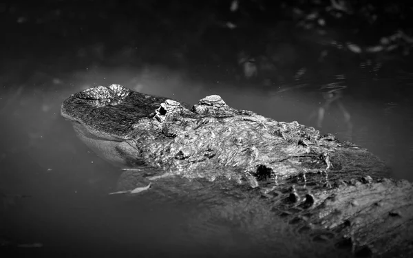 Schwarz-Weiß eines amerikanischen Alligators, der im Wasser lauert — Stockfoto