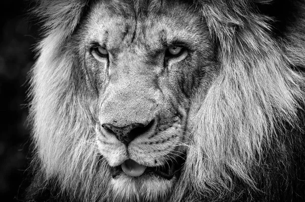 Лихорадочный взгляд сильного африканского льва в черно-белом — стоковое фото