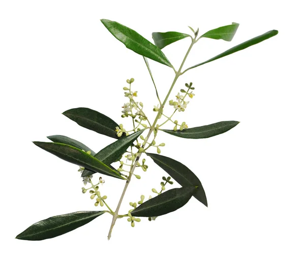 Квітуча гілка оливкового дерева, символ миру, ізольована на білому тлі — стокове фото