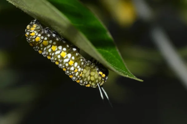 La oruga grande verde con las manchas blancas y amarillas a punto de masticar sobre la hoja — Foto de Stock