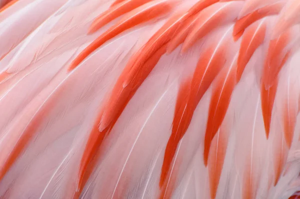Natural and exotic pink flamingo feathers background texture — Stock Photo, Image