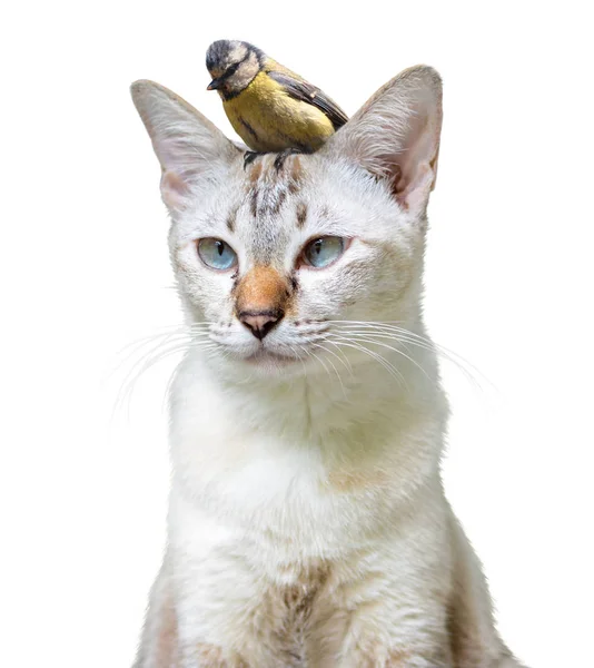 Ongewone huisdier vriendschap tussen een schattige kat en vogeltje, geïsoleerd op een witte achtergrond — Stockfoto