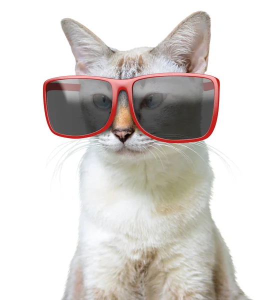 Vicces állati portréja a hűvös macska nagy túlméretezett piros napszemüveget visel, elszigetelt fehér background — Stock Fotó