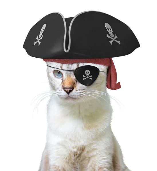 Funny animal costume of a cat pirate captain wearing a tricorn hat and eyepatch with skulls and crossbones, isolated on a white background — Stock Photo, Image