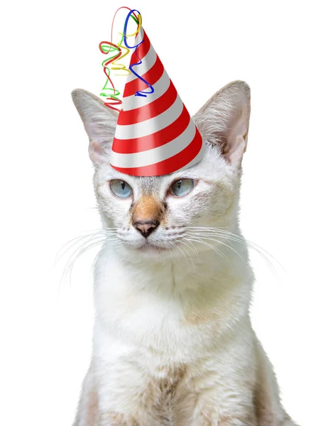 Divertido concepto animal de fiesta de un gato con un sombrero de cumpleaños, aislado sobre un fondo blanco —  Fotos de Stock