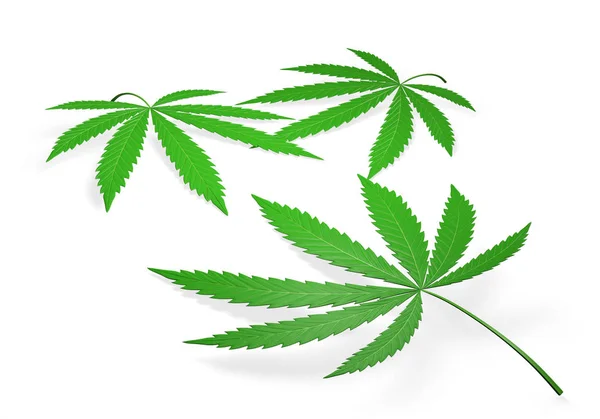 Listy marihuany izolovaných na bílém pozadí, 3d vykreslování — Stock fotografie