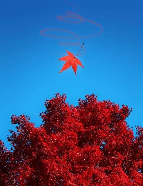 Red Japanese maple against blue sky fall background