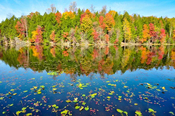 Waterlelies en spiegel reflecties van vallen kleuren op baaien bergmeer in Kingsport, Tennessee in de herfst — Stockfoto