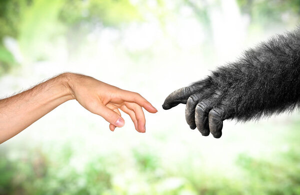 Human and fake monkey hand evolution from primates concept
