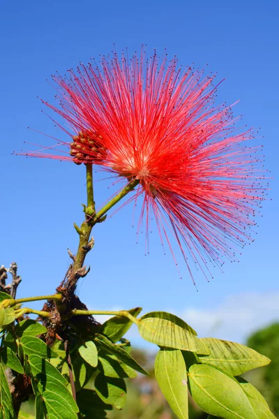 Flor Inflorescência Vermelha Calliandra Contra Céu Azul Também Conhecido Pelos — Fotografia de Stock