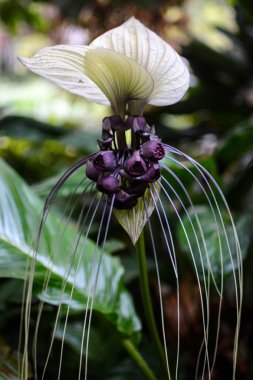 Beyaz batflower, tam Bloom bilimsel adı Tacca integrifolia