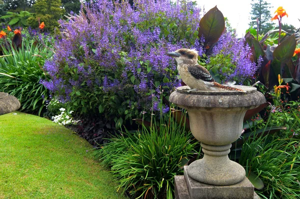 Laughing Kookaburra Scientific Name Dacelo Novaeguineae Sitting Statue Flower Garden — Stock Photo, Image