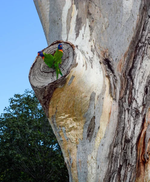 Pair of rainbow lorikeets, scientific name Trichoglossus moluccanus, surveying a eucalyptus tree hollow for a potential nest — Stock Image Pair Rainbow Lorikeets Scientific Name Trichoglossus Moluccanus Surveying Eucalyptus Tree Stock Photo