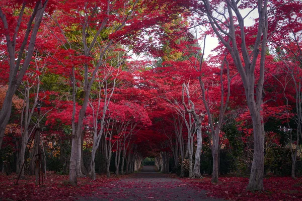 Weg Door Een Tunnel Van Karmozijnrode Esdoorns Tijdens Herfst Sapporo — Stockfoto