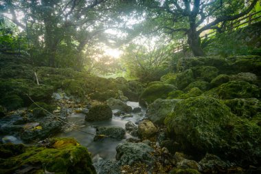 Sueyoshi Park, Okinawa, Japonya 'daki Aja Nehri' nin gölgeli, yosunlu kıyıları.