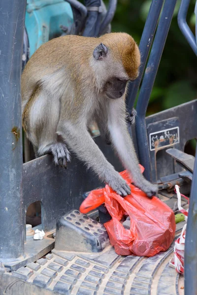 シンガポールの長い尾のマカク猿は盗むものを袋を探しています — ストック写真