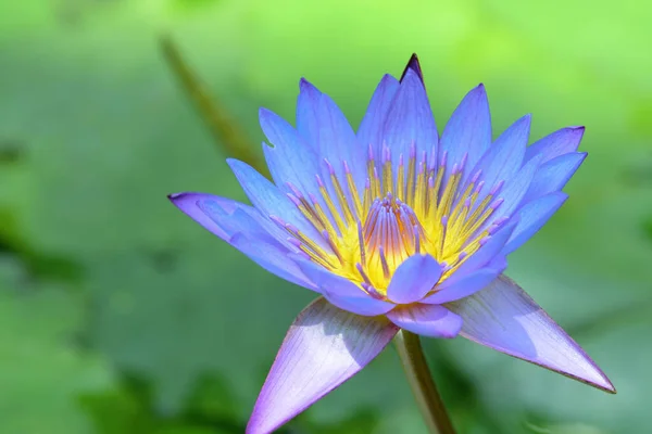 Blaue Seerose Mit Gelbem Zentrum Vor Verschwommenem Hintergrund Stockfoto