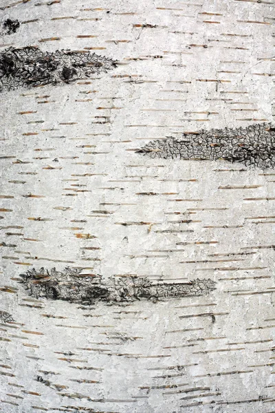 Birch Bark Lenticels Dark Eye Patterns Background Texture Stock Photo