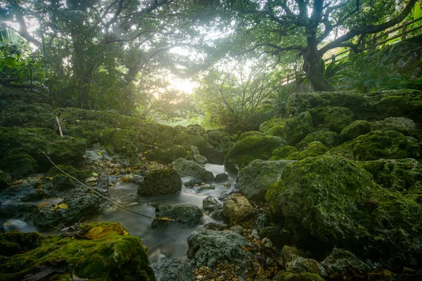 Schattige Bemooste Ufer Des Aja Flusses Sueyoshi Park Okinawa Japan lizenzfreie Stockfotos