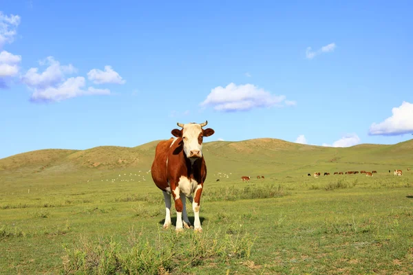 草原上的奶牛 — 图库照片