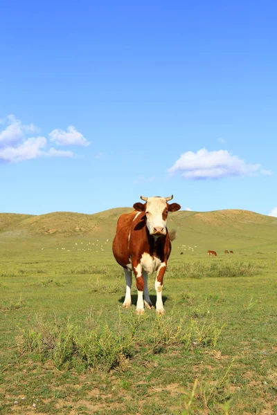 A cow on the grassland — Stock Photo, Image