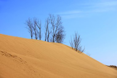 Çöl manzarası Çöldeki ağaçlar