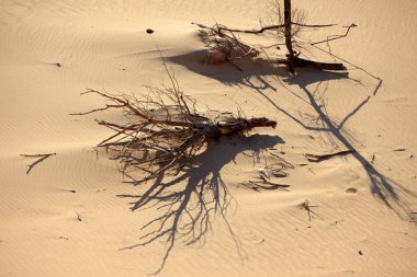 Çöl manzarası Çöldeki ağaçlar