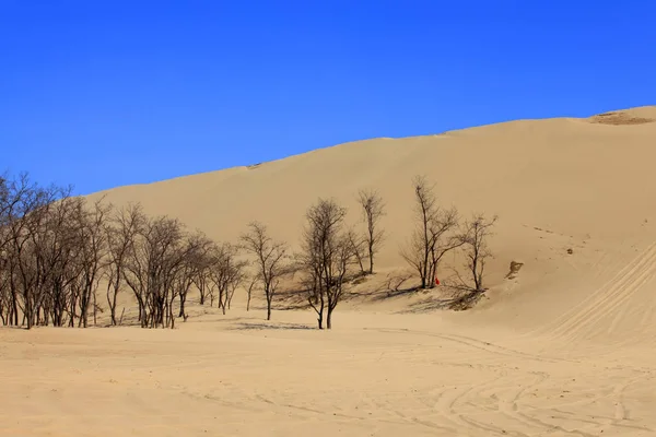 Drzewa na pustyni — Zdjęcie stockowe