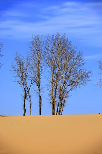 Pustynne krajobrazy Drzewa na pustyni — Zdjęcie stockowe