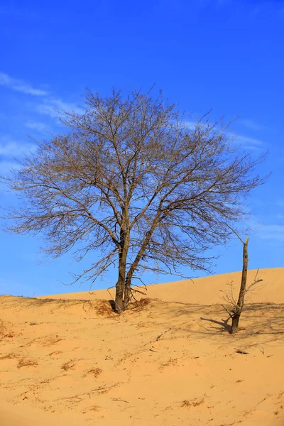 Pustynne krajobrazy Drzewa na pustyni — Zdjęcie stockowe