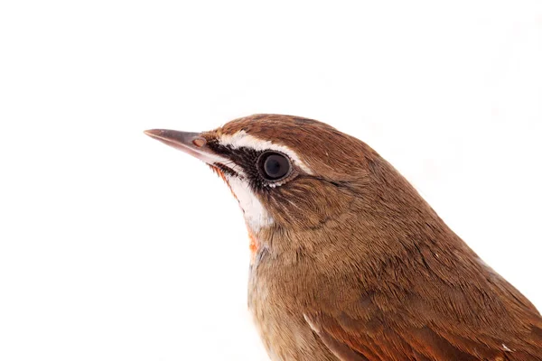 Luscinia calliope — Stok fotoğraf