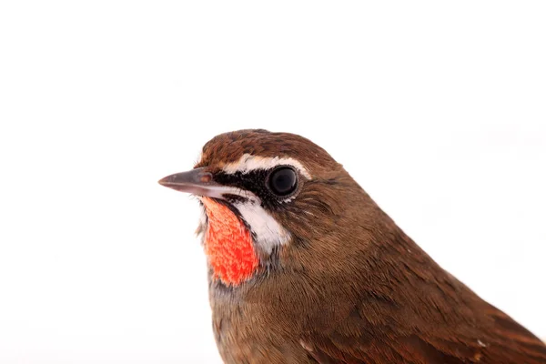 Luscinia calliope — Stock fotografie