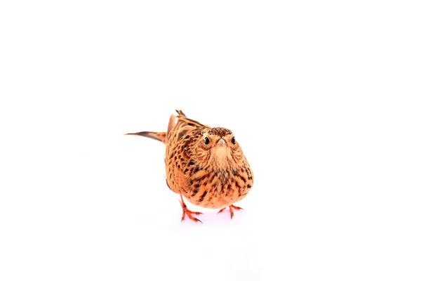 鳥 — ストック写真