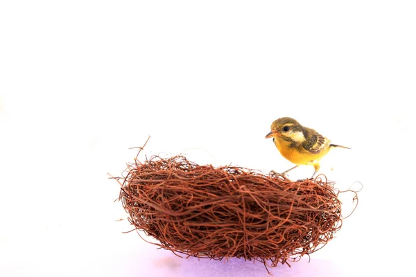 Een vogel — Stockfoto