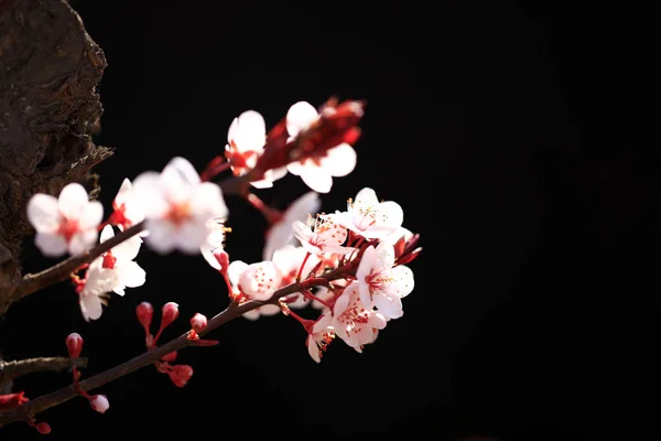 In het voorjaar bloeit de pruimenbloesem — Stockfoto
