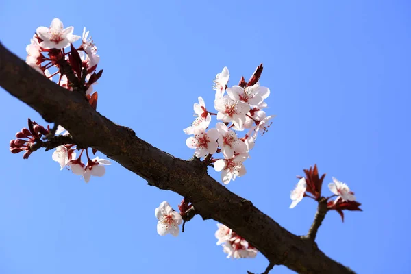 In spring, the plum blossom — Stock Photo, Image