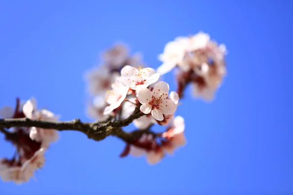 In spring, the plum blossom — Stock Photo, Image