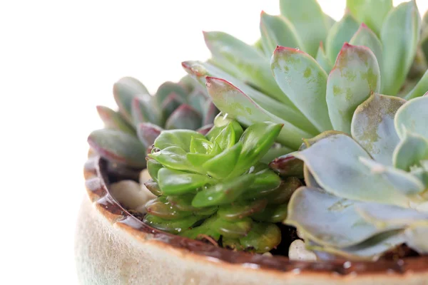 Plante succulente — Photo