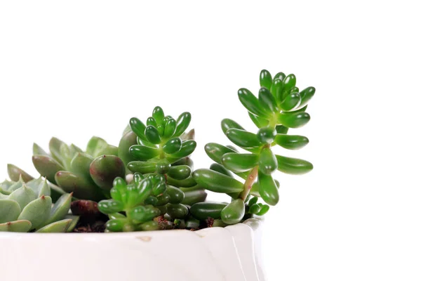 Plante succulente — Photo