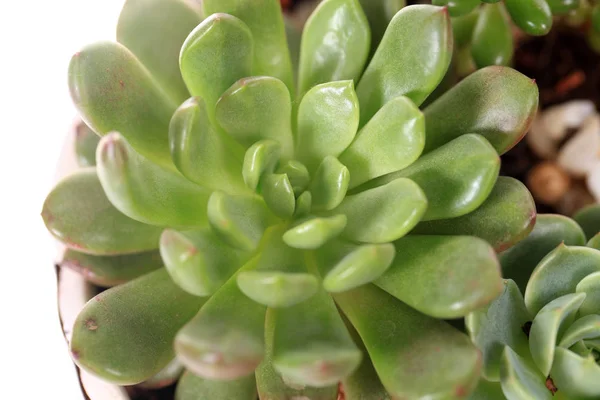 Plante succulente — Photo