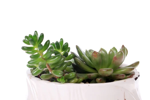 Succulent plant — Stock Photo, Image