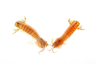 Peygamber devesi Karidesi